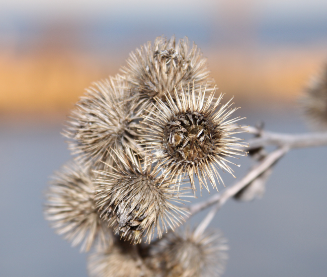 A close up photo of dried burrs